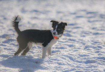 Zimowa Holi - the border collie