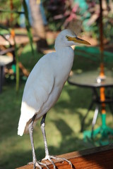white egret