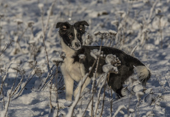 Zimowa Holi - the border collie © Piotr