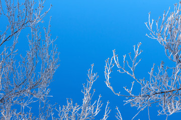 Branches of a birch tree in the snow a blue sky background close-up in the form of a frame with copy space for text