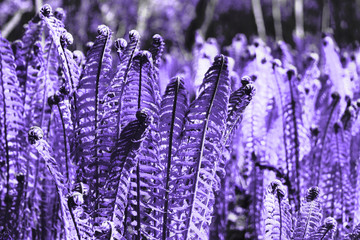 Fern - leaves and curls in a trendy color concept of the year ultra violet. Fashion Colour Trends on design wallpapers.