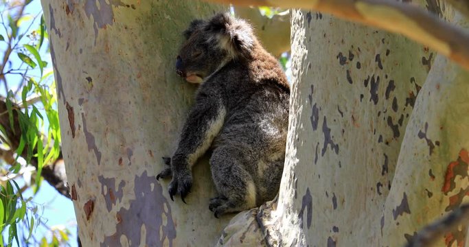 A koala on a eucalyptus tree of the Yanchep National Park, Western Australia. Wild Koala outdoor in the wilderness.