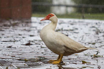 White duck in the rain