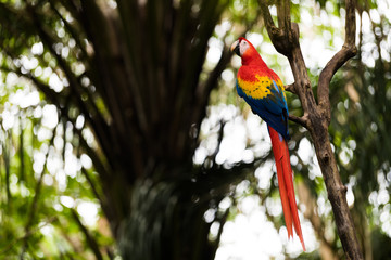 Scarlet Macaw on Branch