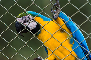 Blue-and-yellow macaw (Ara ararauna) in Cage