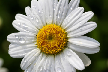 Obraz premium Regentropfen auf blühender Margerite