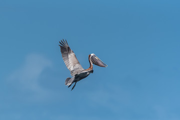 Brown pelican, bird who takes off having caught a fish in the sea
