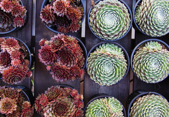 Red and green succulents in neat rows