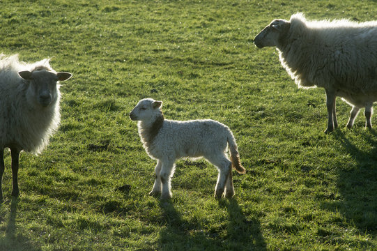 Schapen met lammeren in de wei in het voorjaar