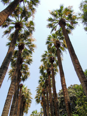 avenue palmier