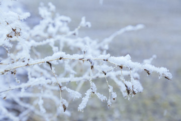 close up of a frozen branch on the park
