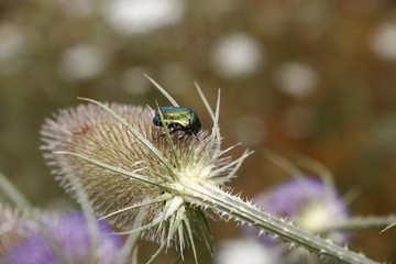 Rosenkäfer auf Kardendistel