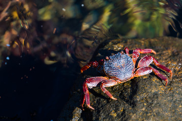 Crab on Rock Next to Water