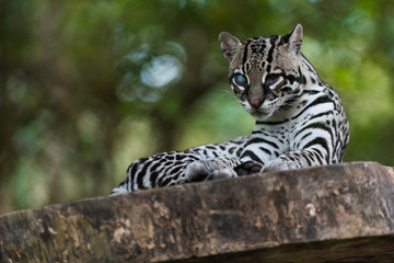 Ocelot - Leopardus Pardalis - South America