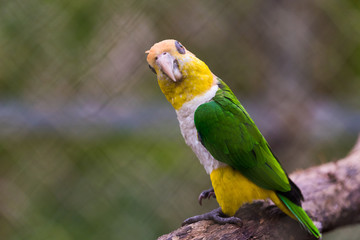 South American Green thighed Parrot (Pionites leucogaster) a.k.a. White bellied Caique Parrot