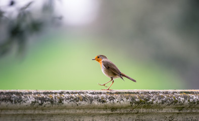 Pisco alegremente caminhando