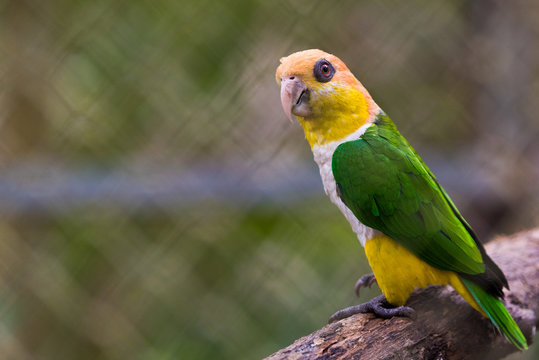 South American Green thighed Parrot (Pionites leucogaster) a.k.a. White bellied Caique Parrot