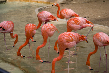 Flamingo