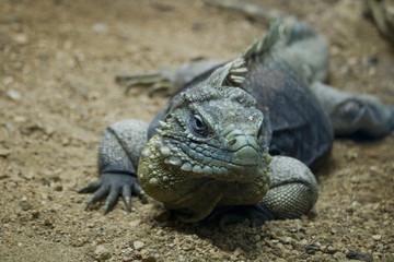 blue Iguana