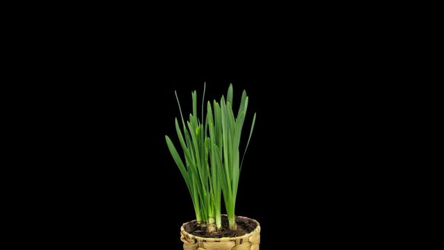 Time-lapse of growing, opening and rotating Narcissus Tete-a-Tete 1b1 in PNG+ format with ALPHA transparency channel isolated on black background
