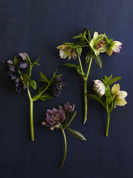 Four double hellebores