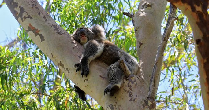 A koala, Phascolarctos cinereus, sleeping on a tree of eucalyptus in Yanchep National Park, Western Australia. Wild Koala outdoor in the wilderness.