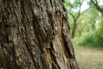 beetle barbel  (cerambycidae) on a tree in a natural habitat, close-up. This beetle is one of the largest beetles in the world