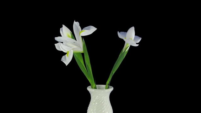 Time-lapse of growing, opening and rotating pure white with yellow iris 1x3 in RGB + ALPHA matte format isolated on black background
