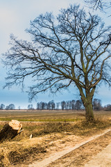 A large tree with no leaves during fall or winter time in the countryside - 189381442