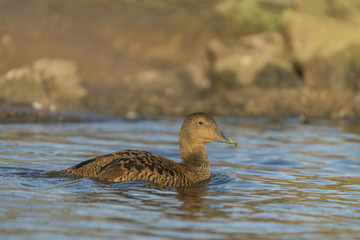 Common Eider duck_000000899455_24