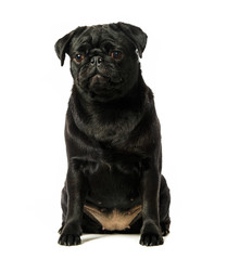 Obraz premium Black pug dog, on white background, isolated