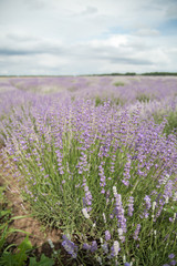 Fototapeta na wymiar Lavender flower field, cloudy sky