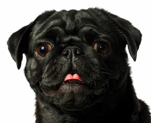 Black pug dog, on white background, isolated