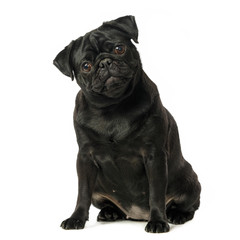 Black pug dog, on white background, isolated
