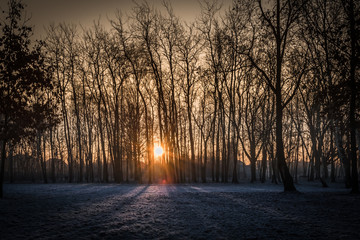 An early morning sunrise during winter in a frozen cold and snowy park with sun rays coming from between trees. - 189381842