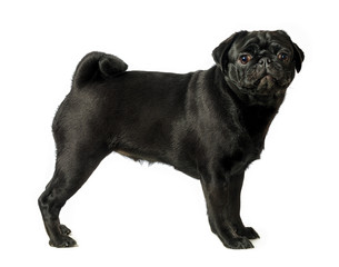Obraz premium Black pug dog, on white background, isolated