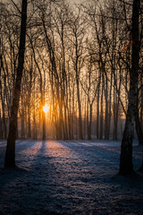 An early morning sunrise during winter in a frozen cold and snowy park with sun rays coming from between trees. - 189381859