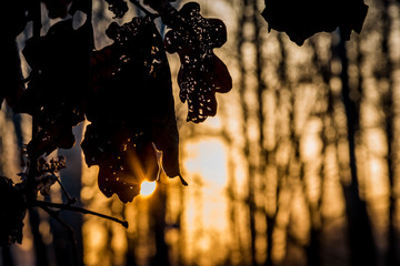 Sunrise light rays coming through an old perforated oak leave during a cold winter morning. - 189381862