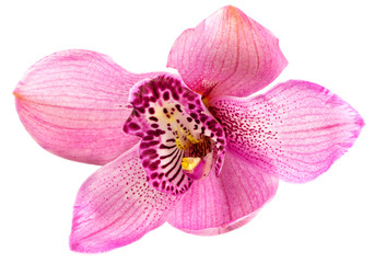 Beautiful pink flower, orchid flower, isolated on white background, with clipping path.
