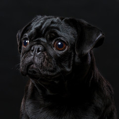 Black pug dog, on a black background, portrait