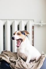 Cute Jack Russell Terrier sitting and yawns on his place.
