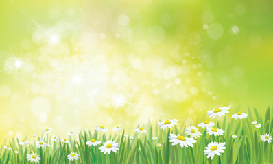 Fototapeta na wymiar Vector summer, green, nature background, daisy flowers field.