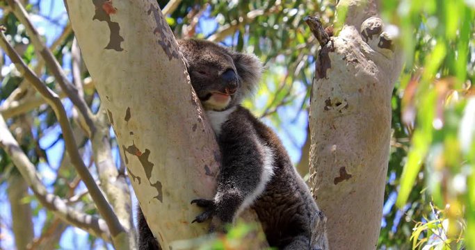 Adorable koala sleeping on a tree of eucalyptus in Yanchep National Park, Western Australia. Wild Koala outdoor in the wilderness.