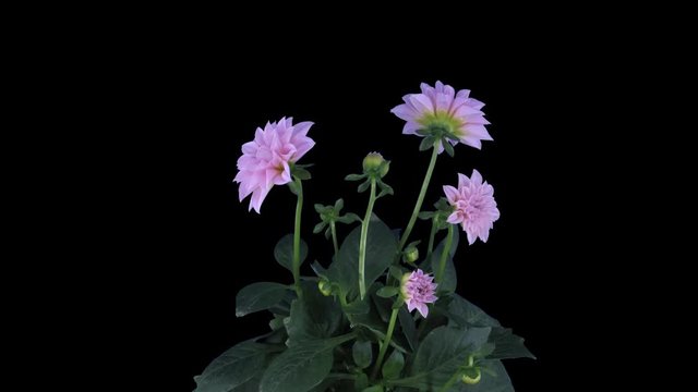Time-lapse of growing, opening and rotating pink dahlia 9c1 in PNG+ format with ALPHA transparency channel isolated on black background
