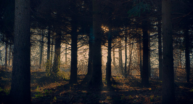 Foggy dark forest with a black shadows close up