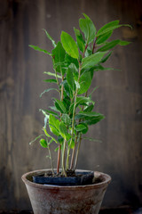 Laurel tree - Laurus nobilis as a house plant.