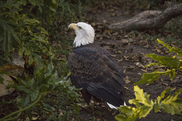 Eagle Looking for Prey