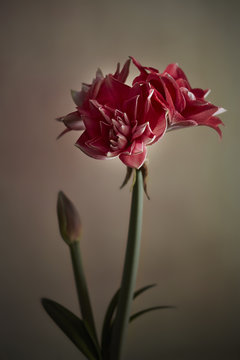 Red amaryllis