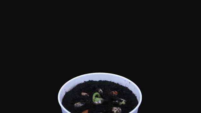 Time-lapse of germinating, growing and rotating beans in a pot 7x4 in 4K PNG+ format with ALPHA transparency channel isolated on black background
