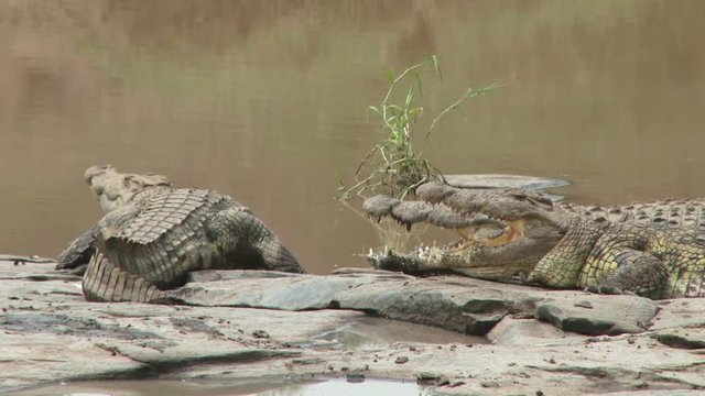 two crocodiles with their mouth open